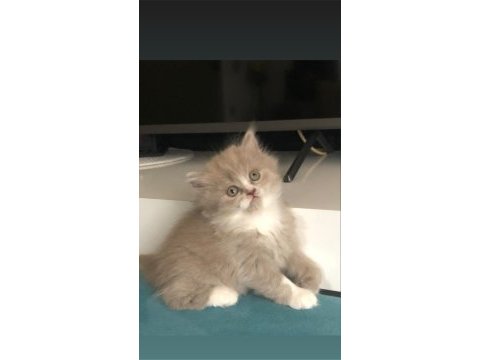 British longhair yavrularımız