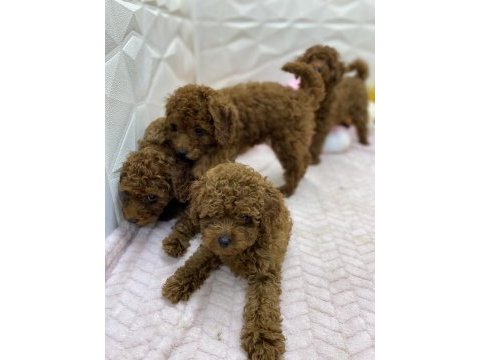 Siyah red ve red brown dişi erkek poodle yavrularımız