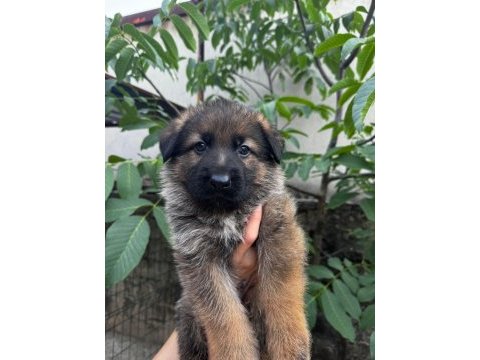 A kalite full şecereli yavru alman kurtlar