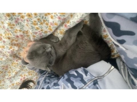 1,5 yaşında dişi british shorthair