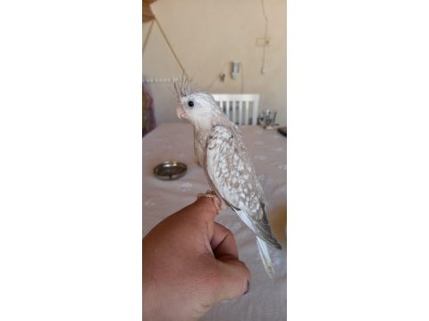 Sevimli wifi yavru sultan papağanı