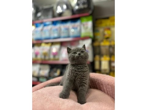 British shorthair 2 aylık kedimiz