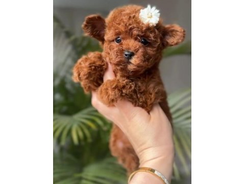 Karakteri ve görünüşüyle özel poodle