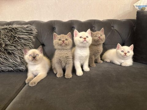 British shorthair yavrularımız @petclubadanaa