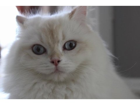 11 aylık british longhair dişi kedi (ücretli)