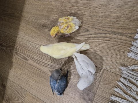 Sevda papağanı yavrularımız