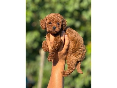 Ultra kaliteli poodle yavrular