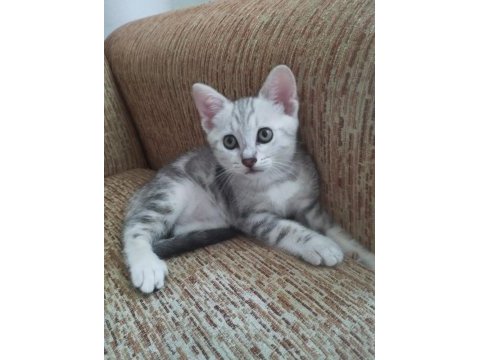 Anne scottish baba amerikan shorthair