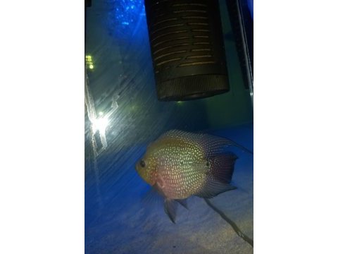 Flowerhorn