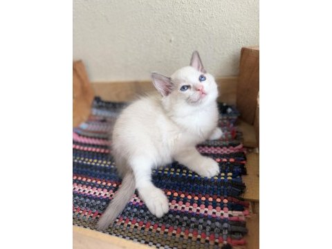 Ragdoll yavrular dişi erkek