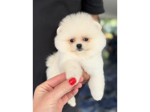 Biblo dişi karbeyaz pomeranian boo