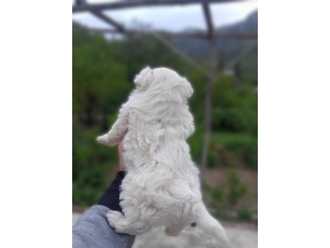 0 numara maltese terrier yavrumuz