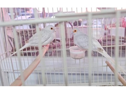 Minyatür kumru (diamon dove)