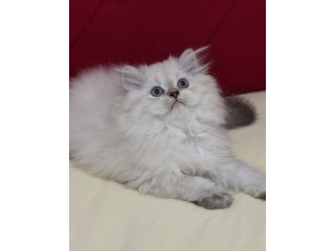 Aşılı ve karneli safkan british longhair erkek yavru