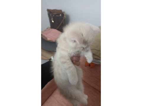 British longhair çok tatlı yavrular