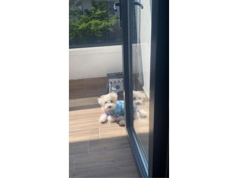 5 aylık maltipoo yavru