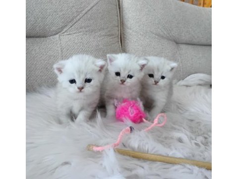 British shorthair erkek yavrular