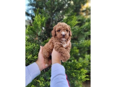 Tuvalet eğitimli toy poodle 2 aylık