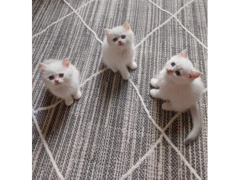 Efsane güzellikte british shorthair bebekler