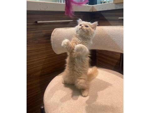 British shorthair - british longhair