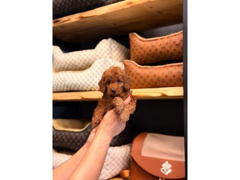 Toy poodle ayarında maltipoo