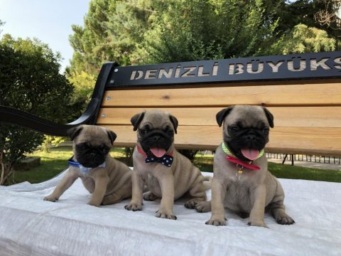 Denizli pug yavrular ırk ve sağlık garantili