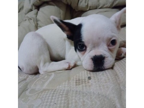 Çok tatlı oyun delisi french bulldog