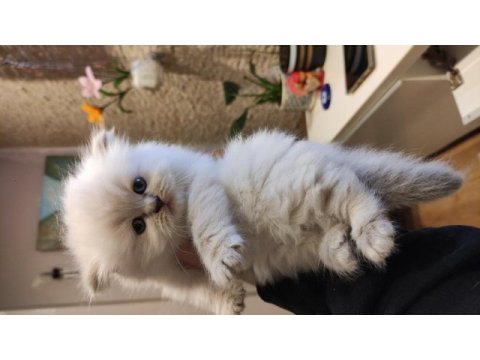 Birbirinden güzel british longhair yavrular