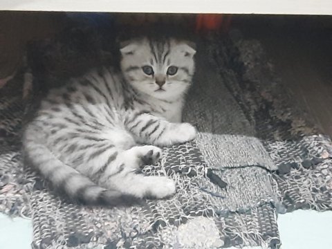 Bayram şekerleri scottish fold