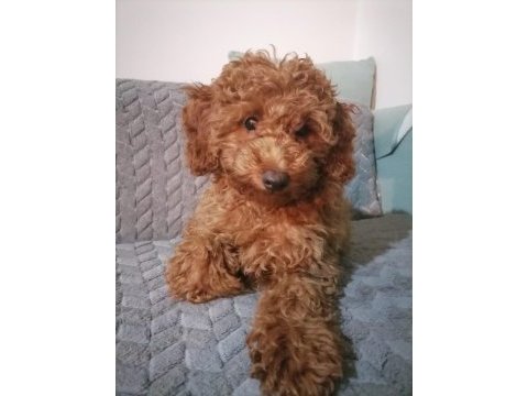 4 aylık minyatür poodle yavruları