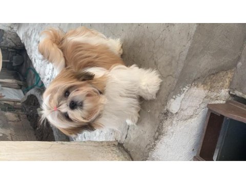 0 burun tüy dökmez koku yapmaz a kalite shih tzu yavrular
