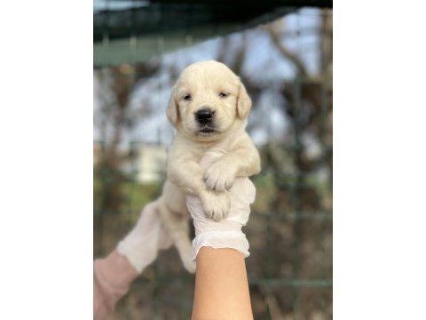 Bebek yüzlü golden retriever yavrular