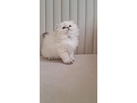 Silver point british longhair dişi ve erkek kardeşler