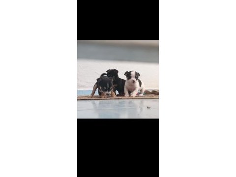 Chihuahua