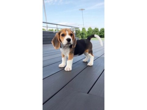 Beagle bebekler
