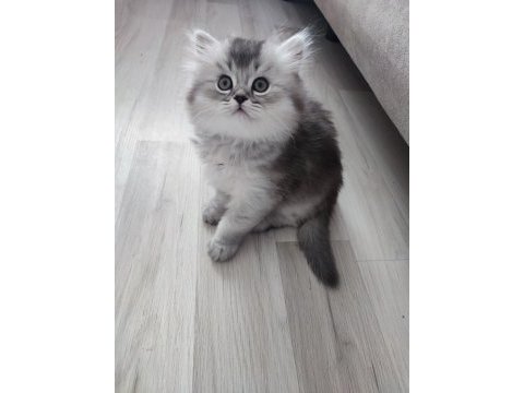 British longhair kedisi sahiplendirme