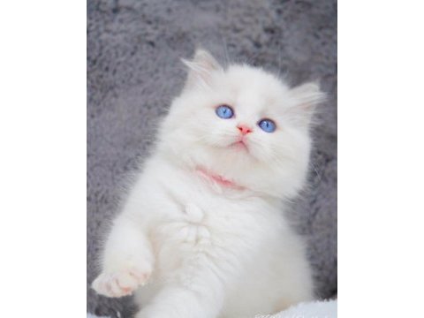 İpeksi tüylü silver british longhair 