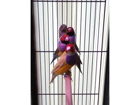 Gouldian finch (gökkuşağı ispinozu)