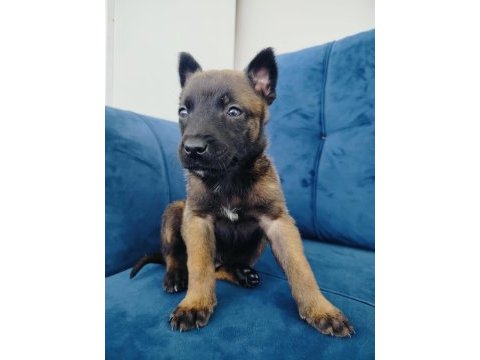 A kalite belçika kurdu yavrularımız