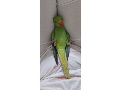 El besleme bebek pakistan papağanı
