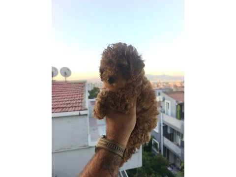 Toy poodle yavrular