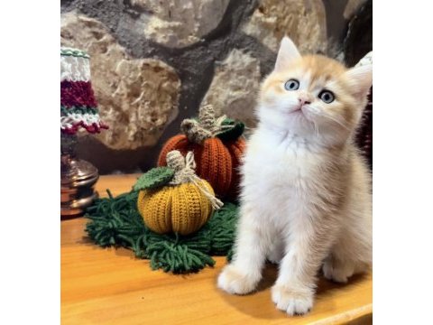 Saf kan golden british shorthair yavrular (wcf kayıtlı)
