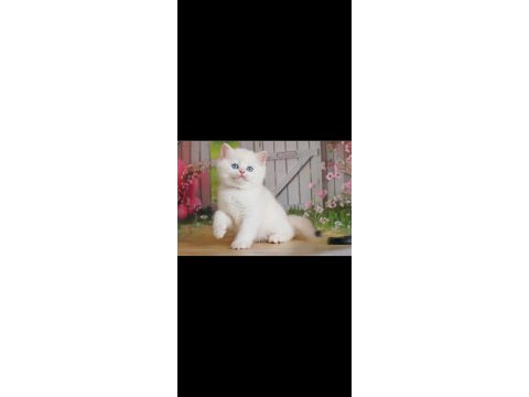 Kusursuz asil silver british shorthair 
