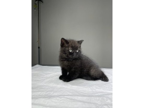 Tatlış britishler shorthair