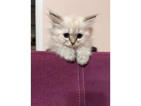 Maviş gözlü yavru kedilerimiz sizleri bekliyor