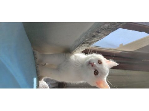 Eşsiz güzellikte yavru british shorthair