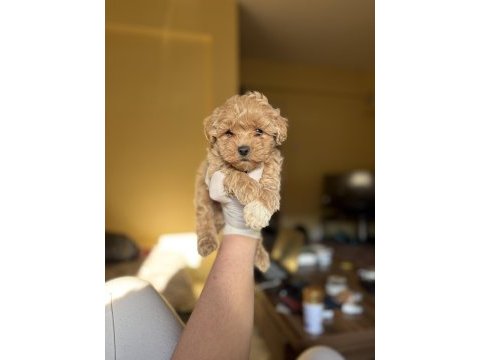Korea maltipoo teacup bebekler