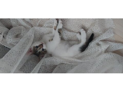 Kedimiz simba oğlum
