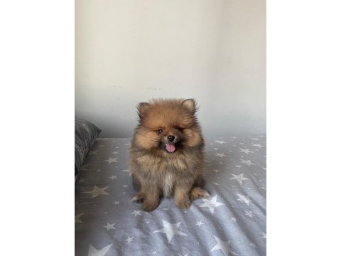 2 aylık pomeranian boo