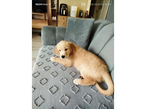 Golden retriever şila kızımız